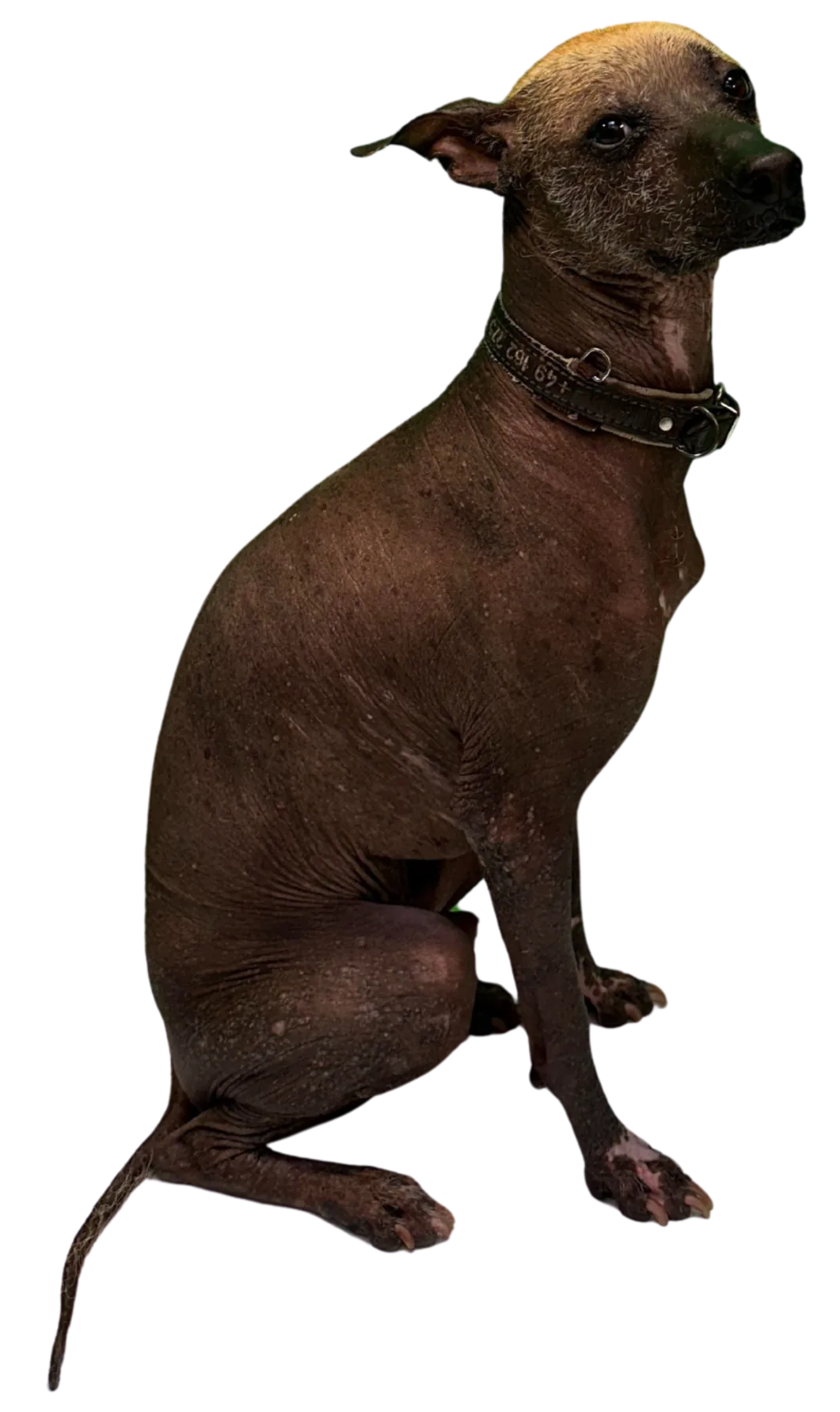 Bahlam, Senior Dog and company dog at büKOM Systemhaus GmbH